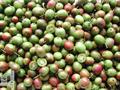 کیوی سخت / هاردی کیوی